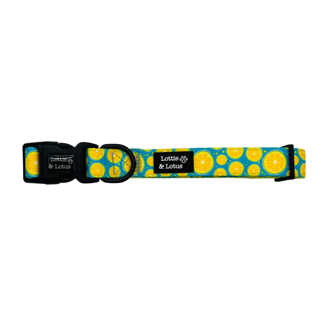 Blue Citrus Dog Collar