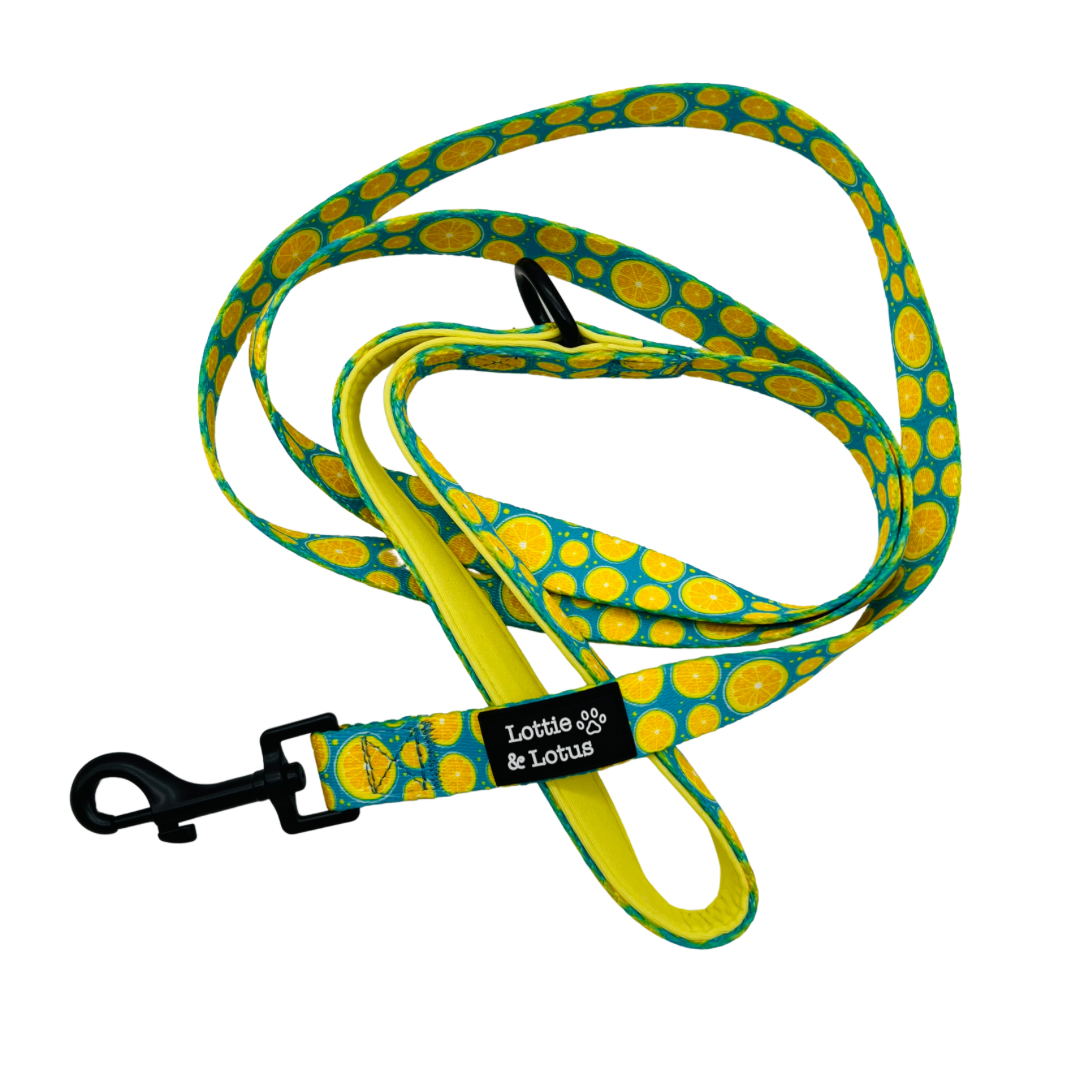 Blue Citrus Dog Lead