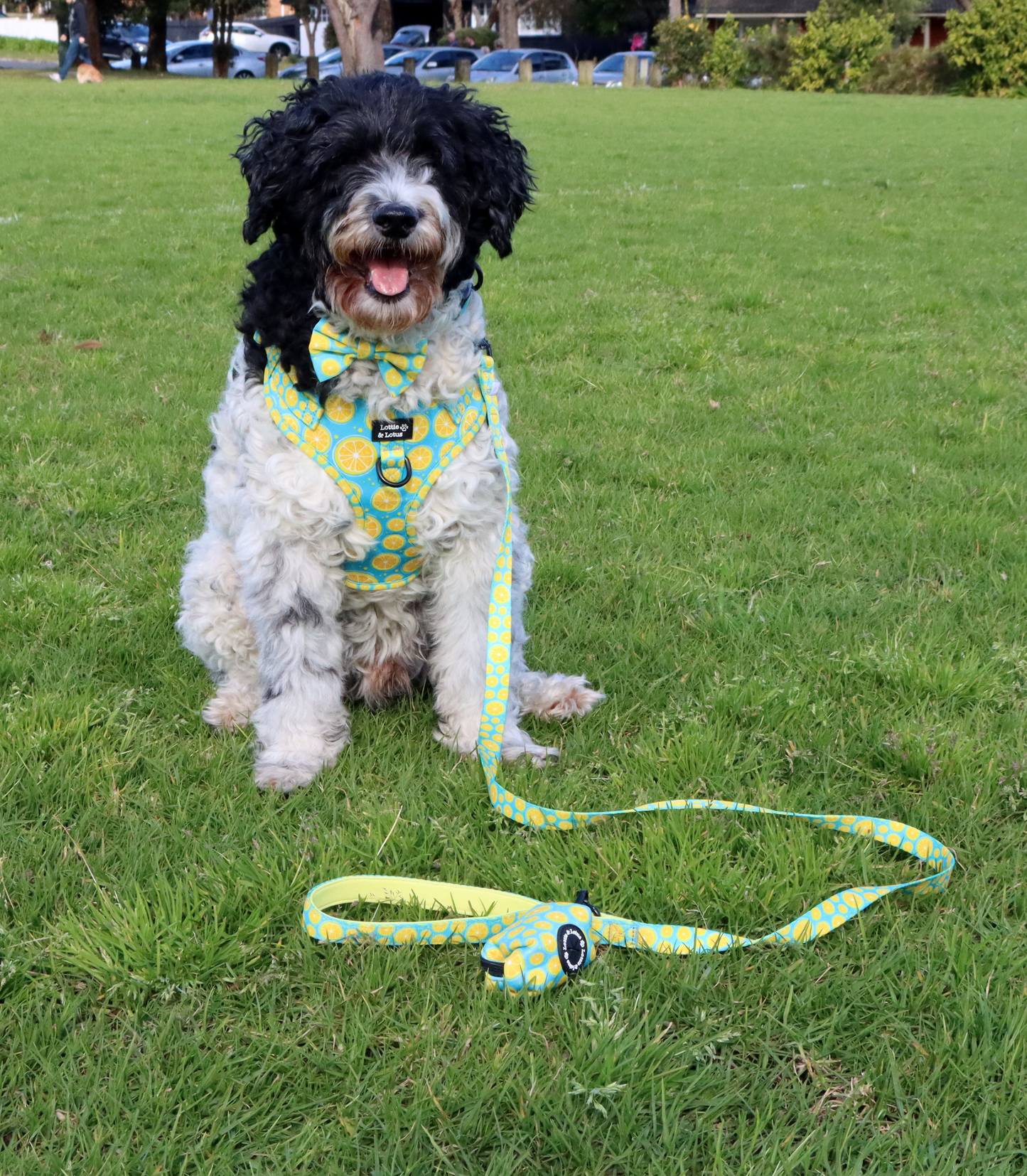 Blue Citrus Over Head Harness