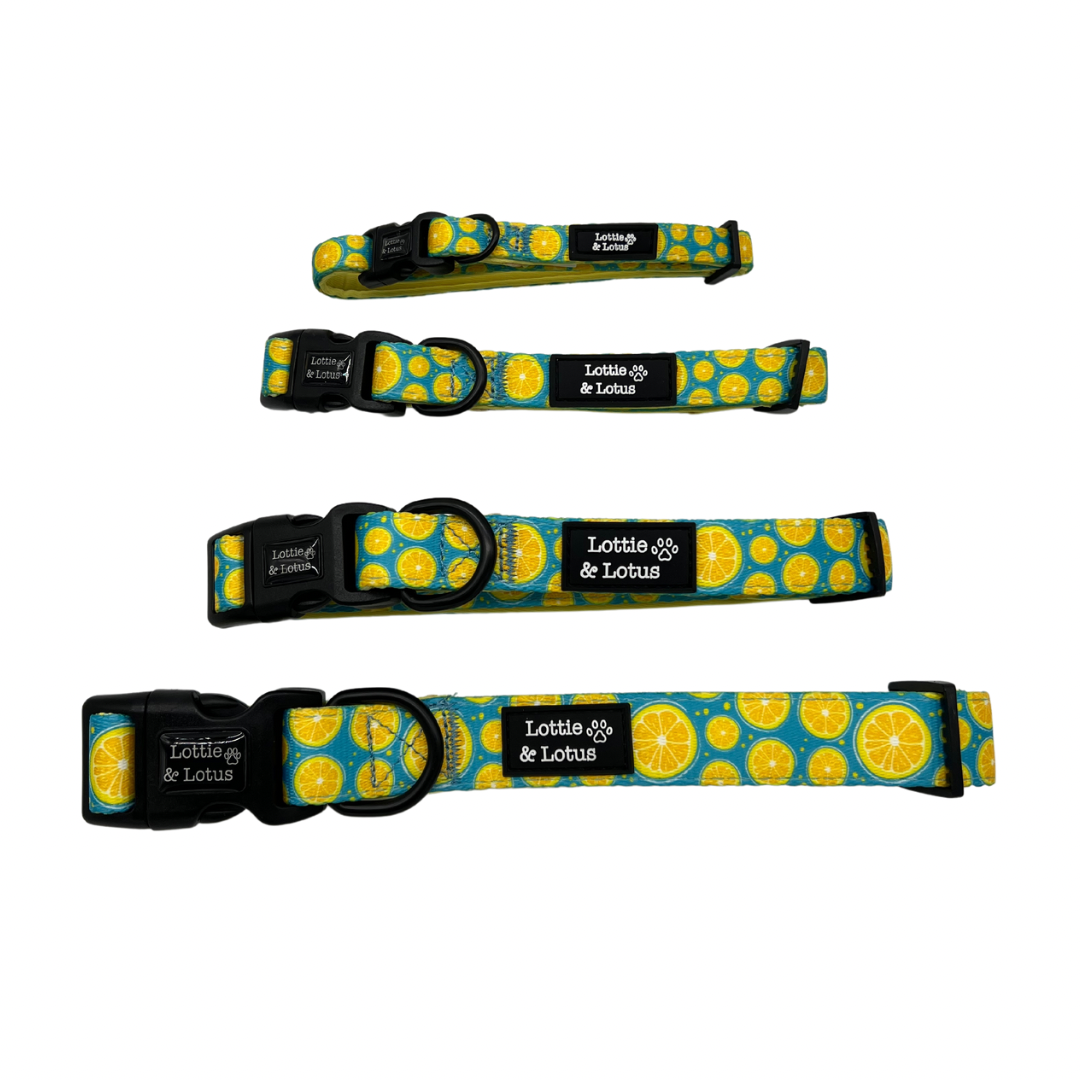 Blue Citrus Dog Collar